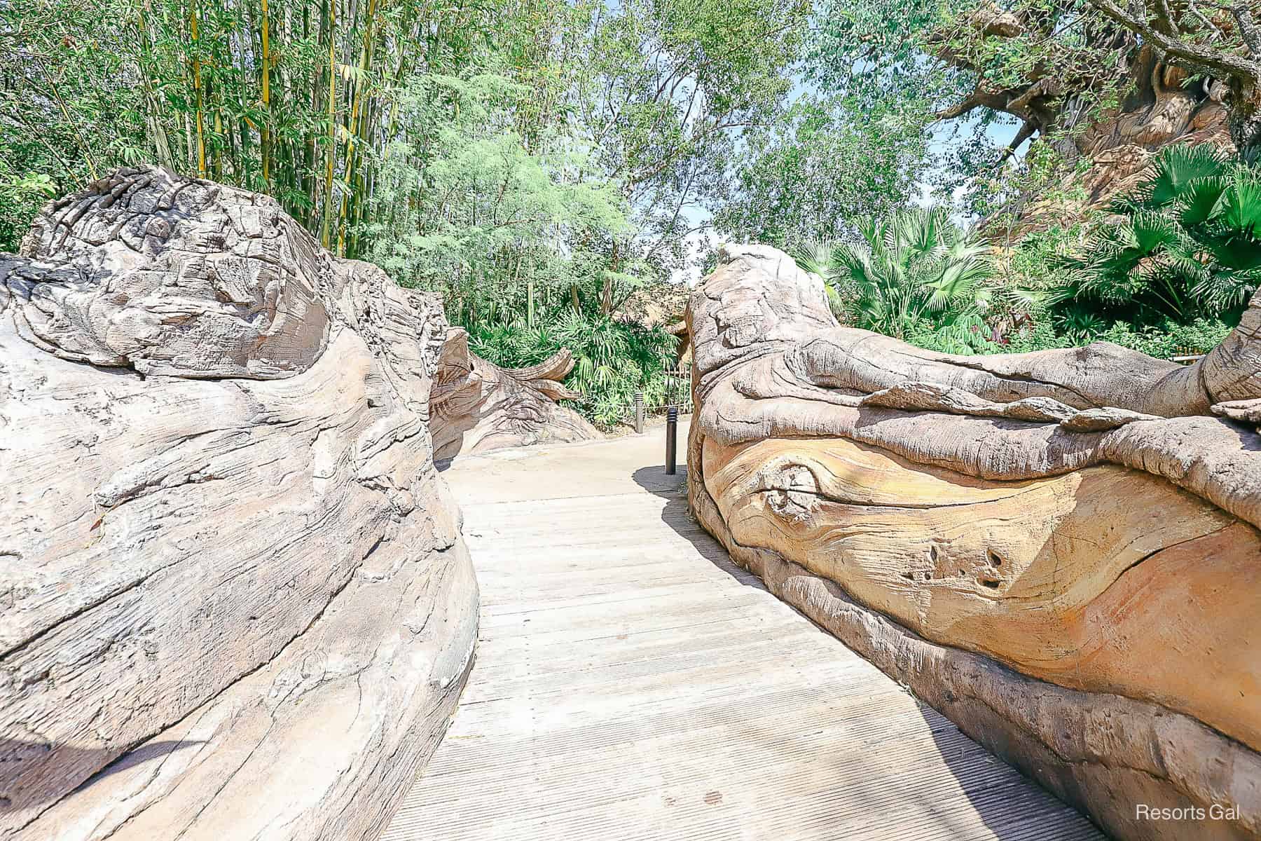 the Discovery Island Trails at Disney's Animal Kingdom 