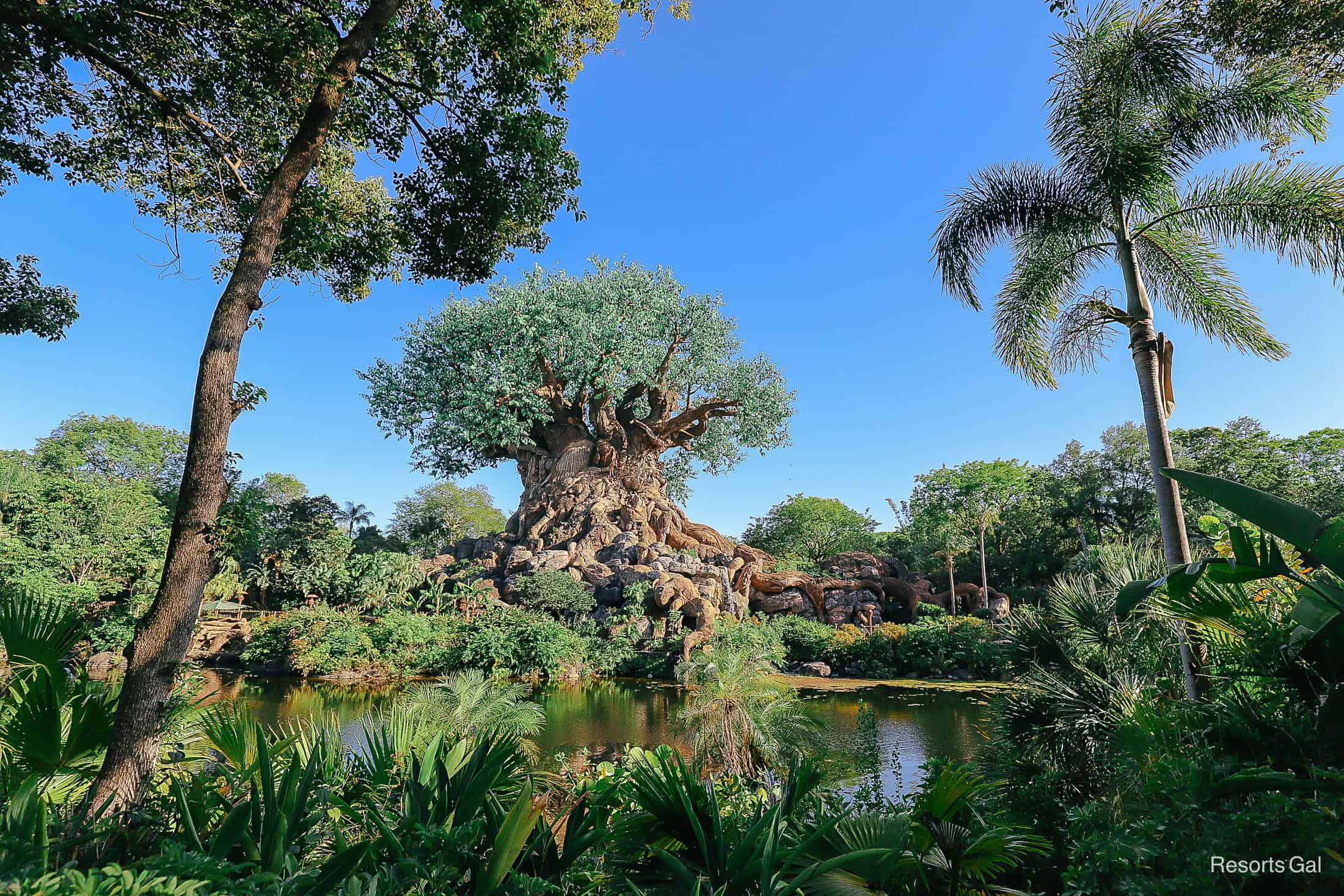 the Tree of Life on a late afternoon at Disney's Animal Kingdom