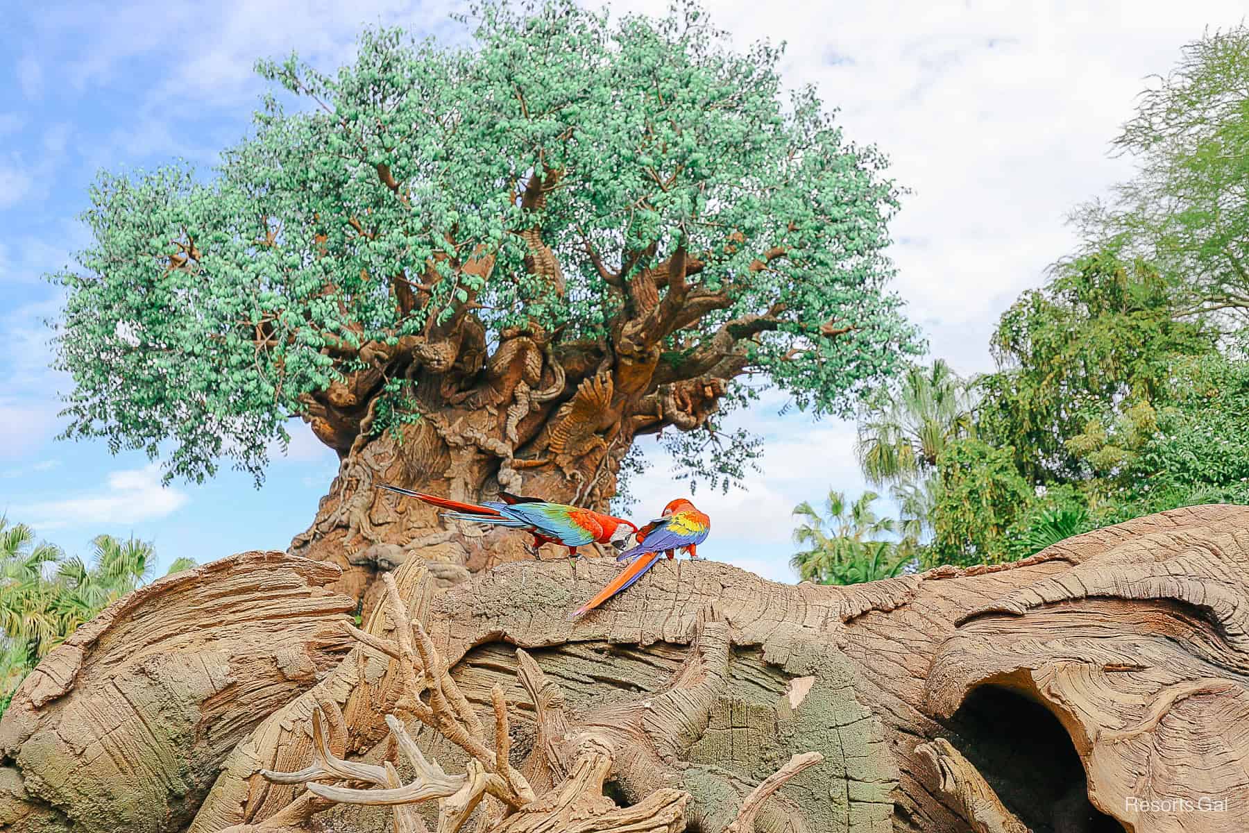 a pair of Macaws at Disney's Animal Kingdom 