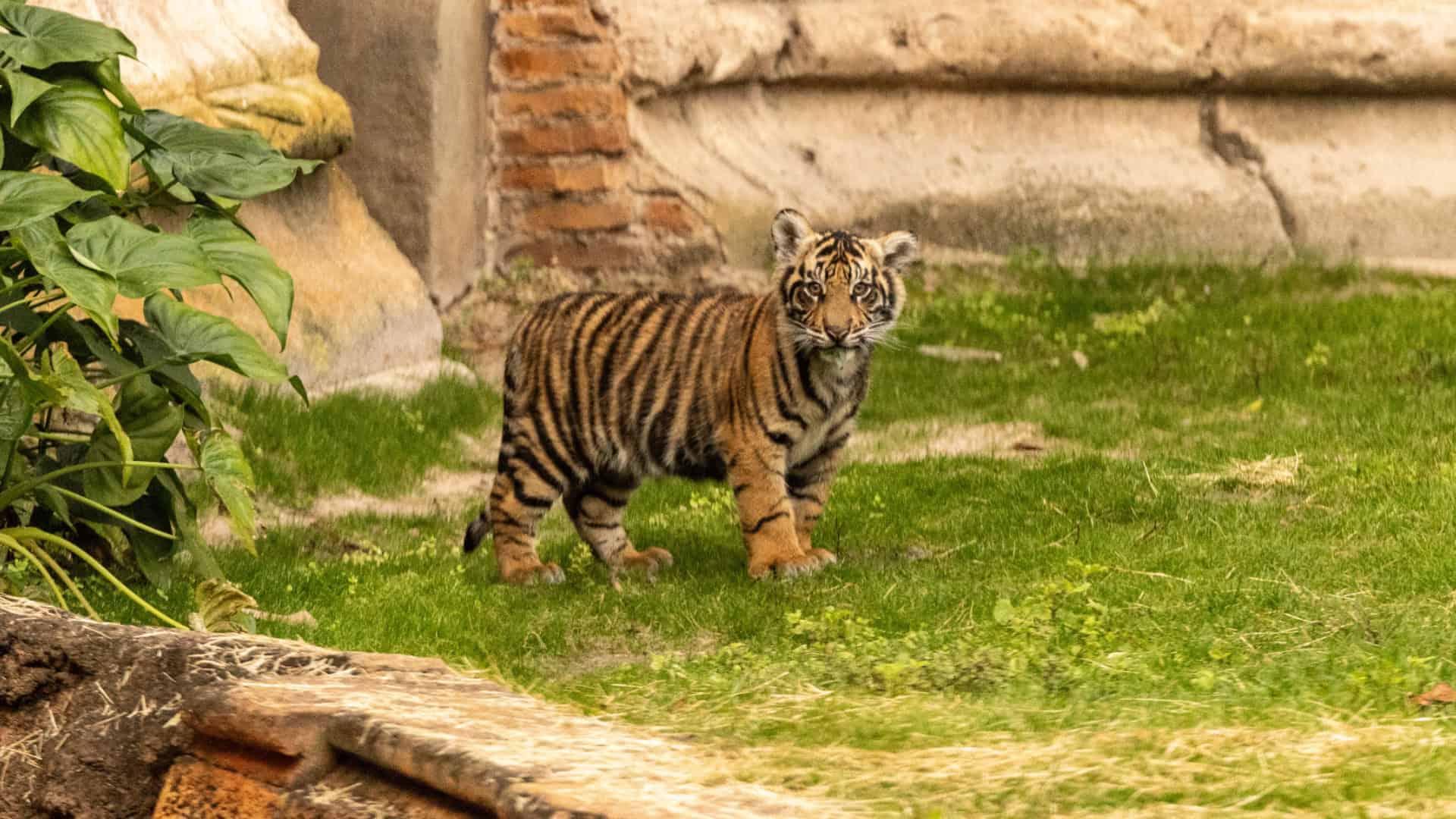 Baby Bakso, a Sumatran Tiger Cub, Debuts at Disney’s Animal Kingdom’s Maharajah Jungle Trek