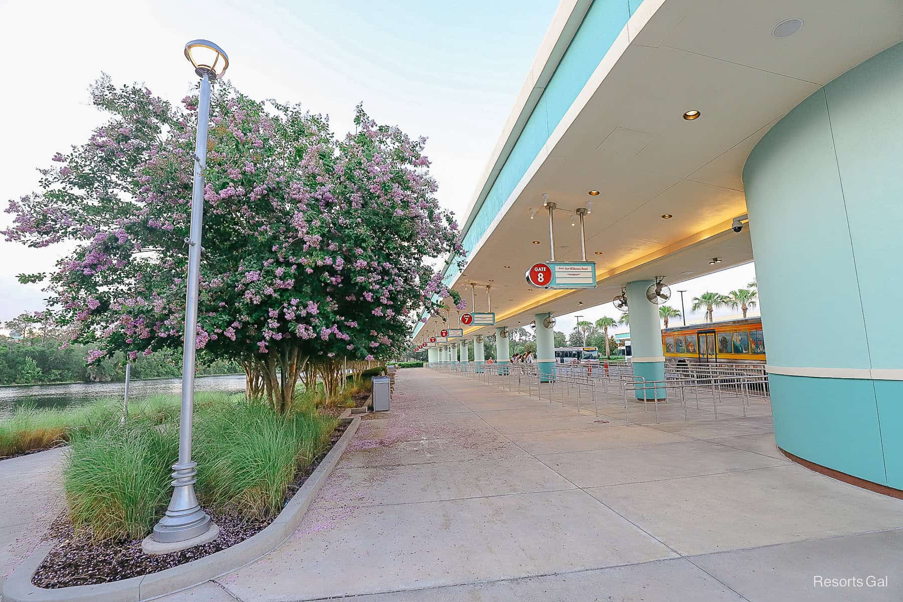 the bus stop at Disney's Hollywood Studios where the walking path begins 