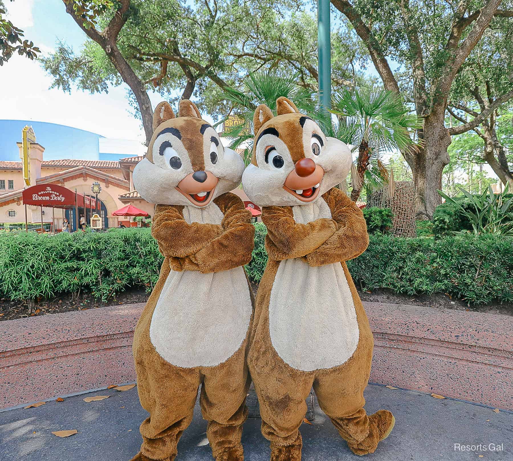 Here’s How to Find Chip and Dale at Disney’s Hollywood Studios (Near the Brown Derby)