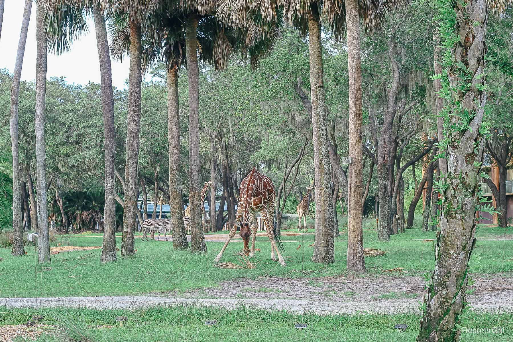 a giraffe grazing on the savanna at Disney's Animal Kingdom 