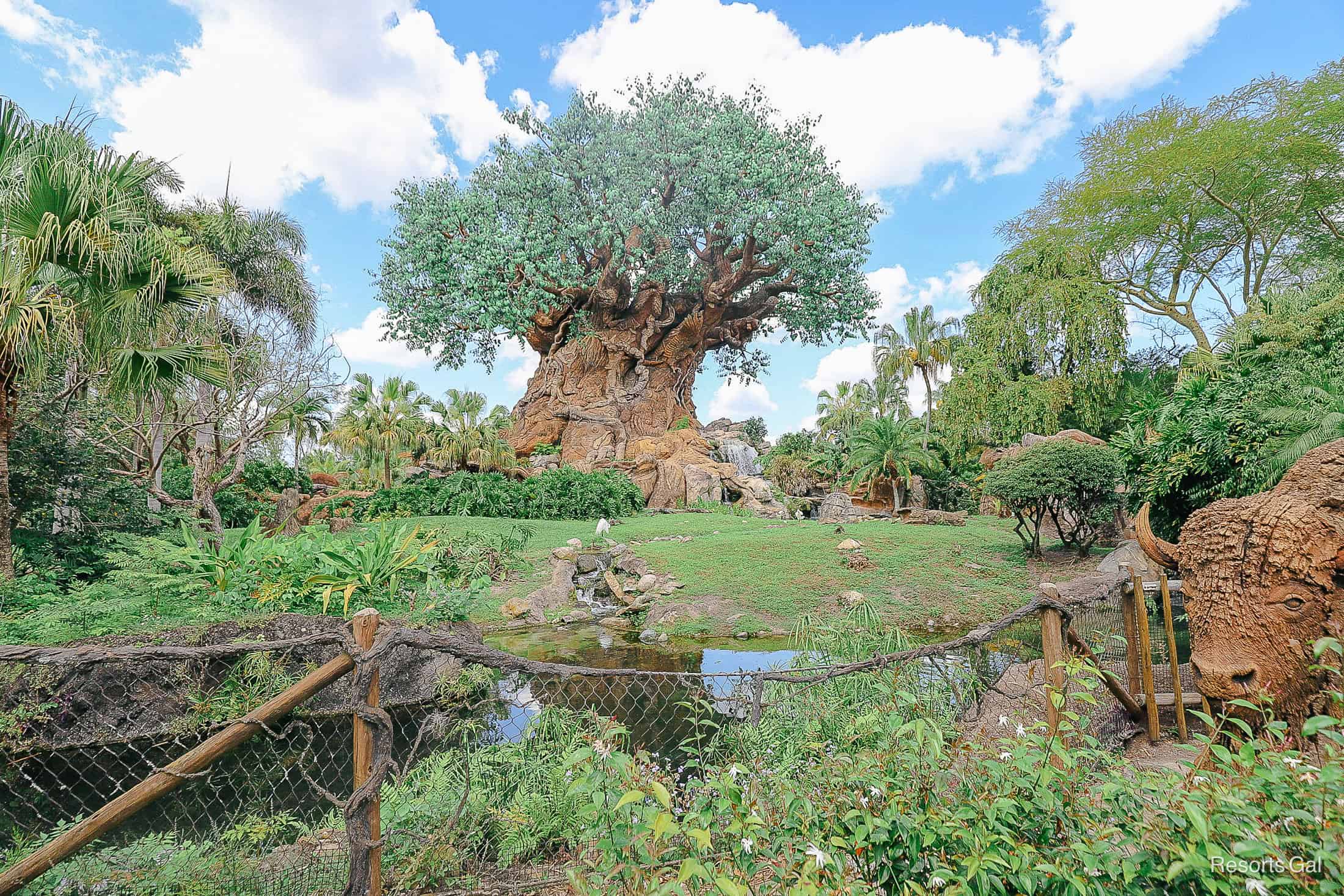 cover image Tree of Life Disney's Animal Kingdom transportation