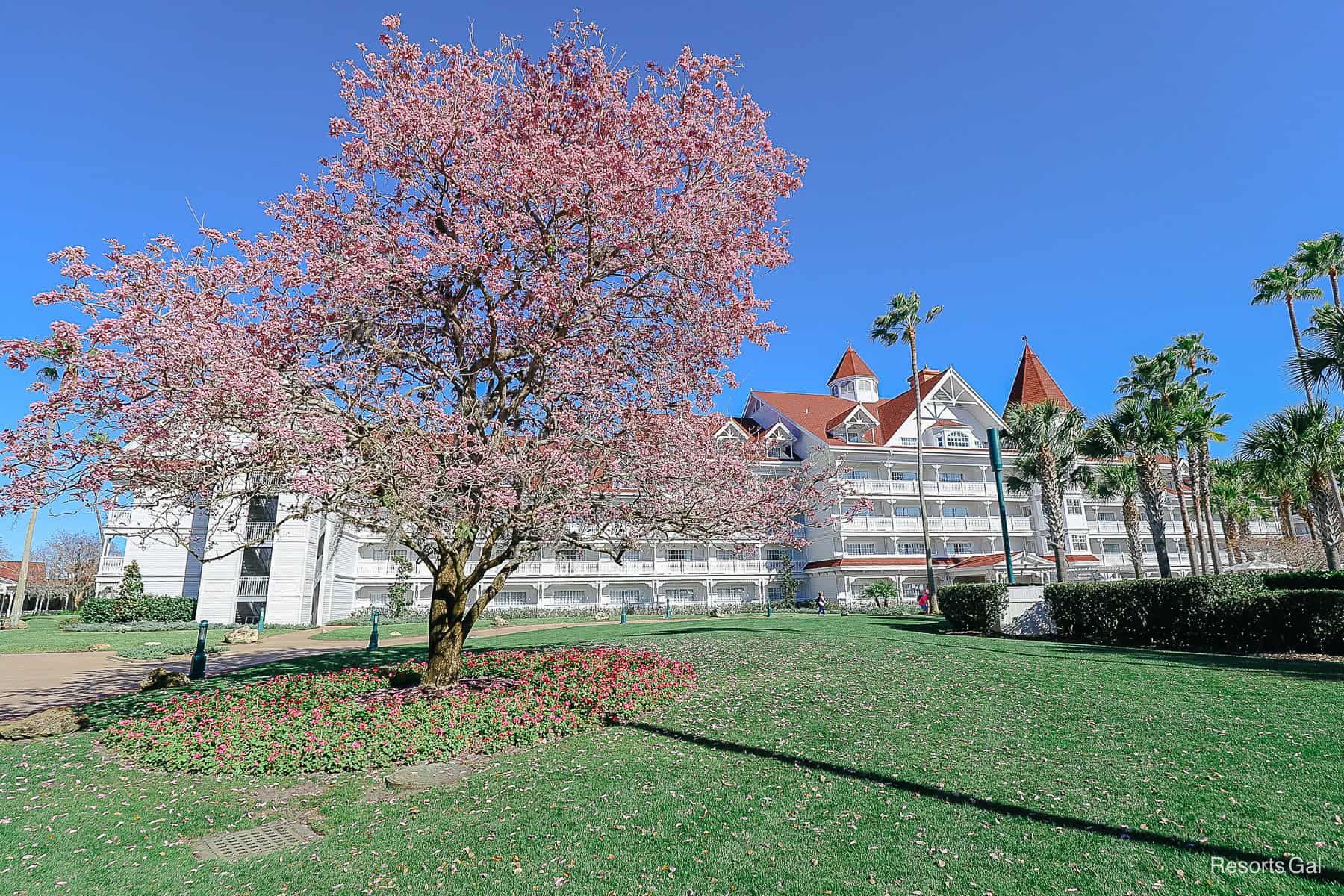 the pink blooming trees on the Grand Floridian's green lawn 