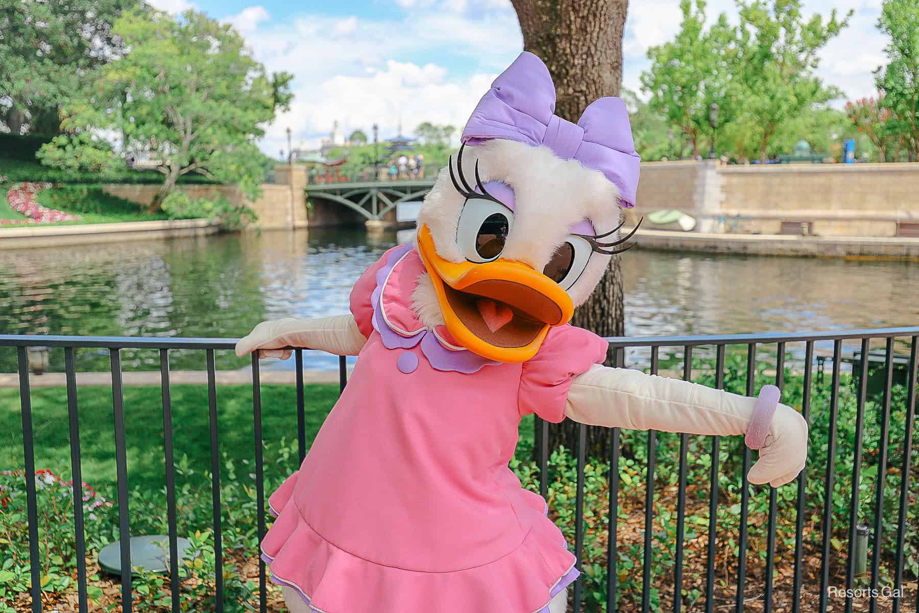 Daisy Duck at her Epcot character meet-and-greet. 