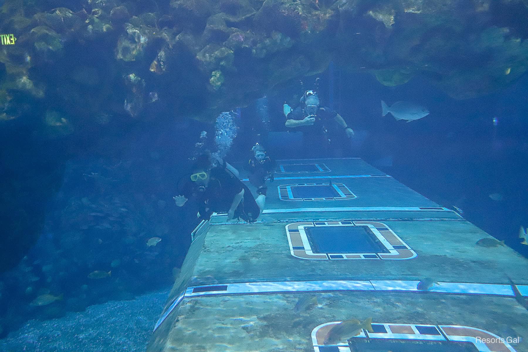 divers in the Epcot Aquarium 