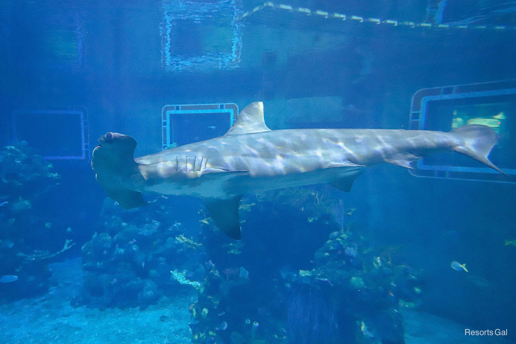 the aquarium at Epcot 