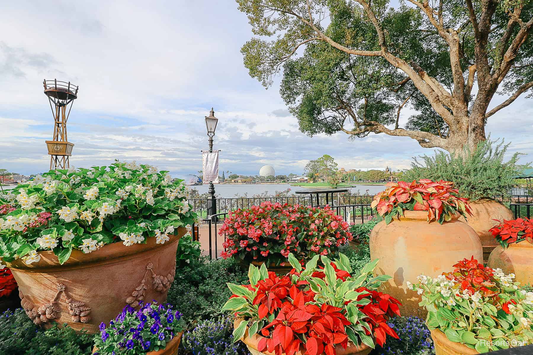 a grouping of poinsettias during Epcot's International Festival of the Holidays 