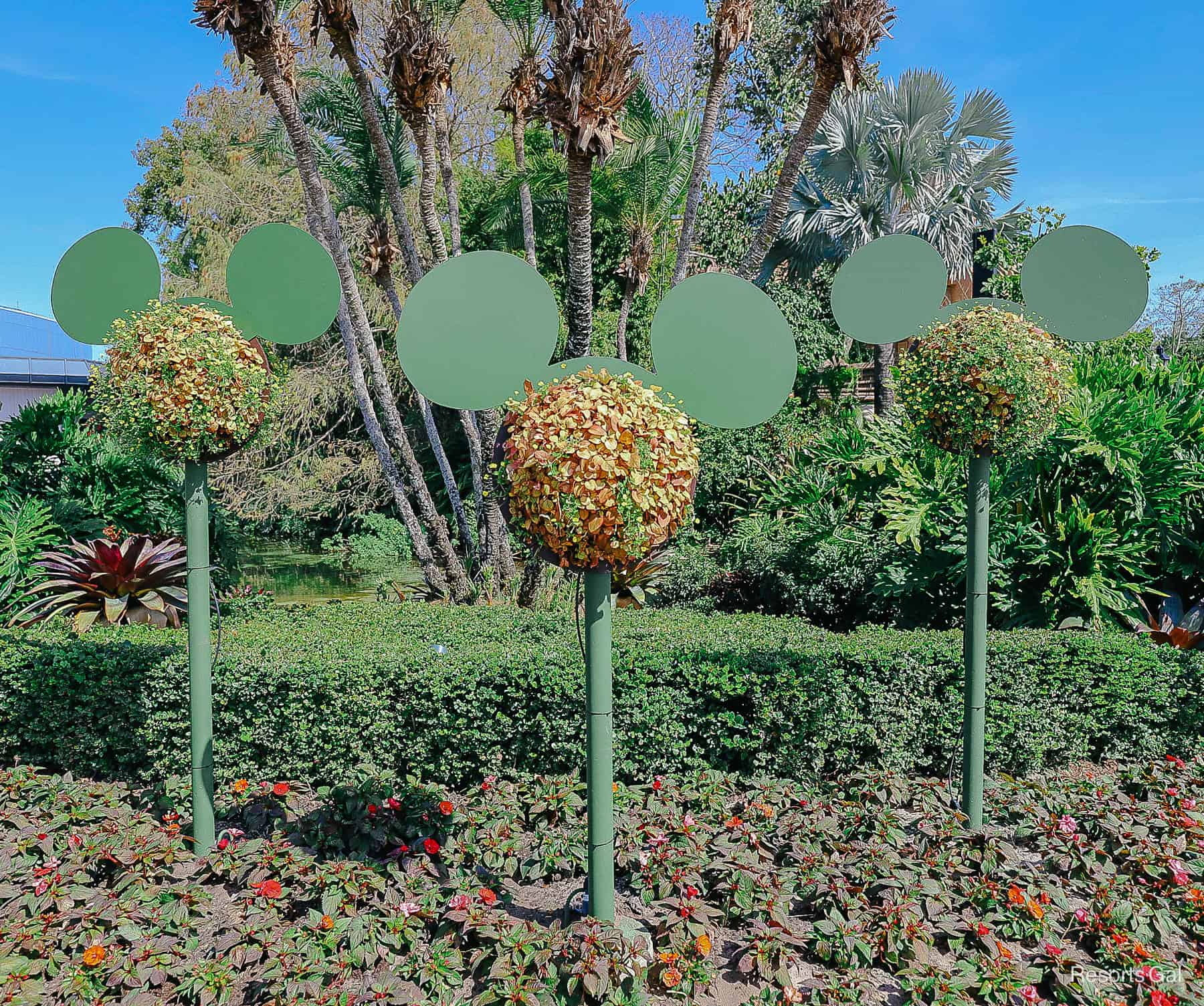 three Mickey shaped topiaries at the Flower and Garden Festival 