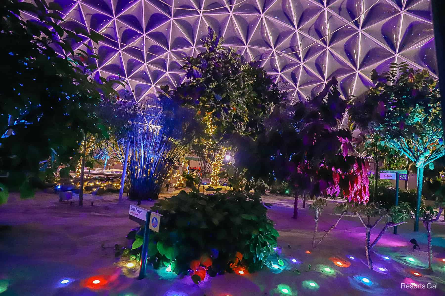 Glimmering Greenhouses interior 