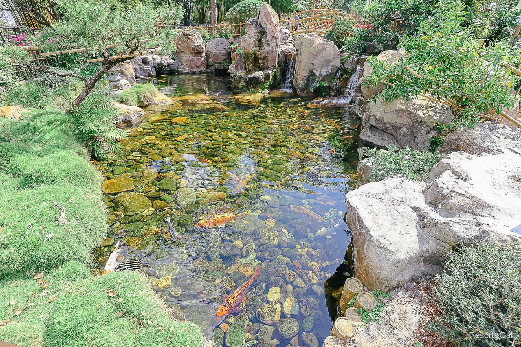 a Koi pond in the Japan Pavilion at Epcot 