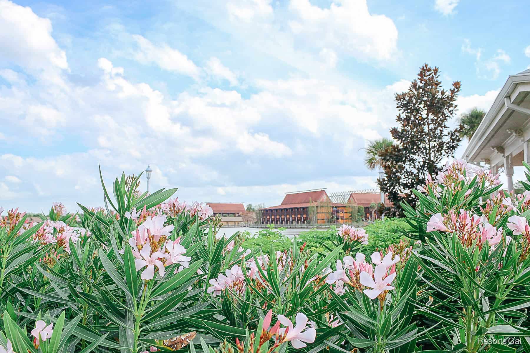 scenic flowers in bloom with the Polynesian in the backdrop 