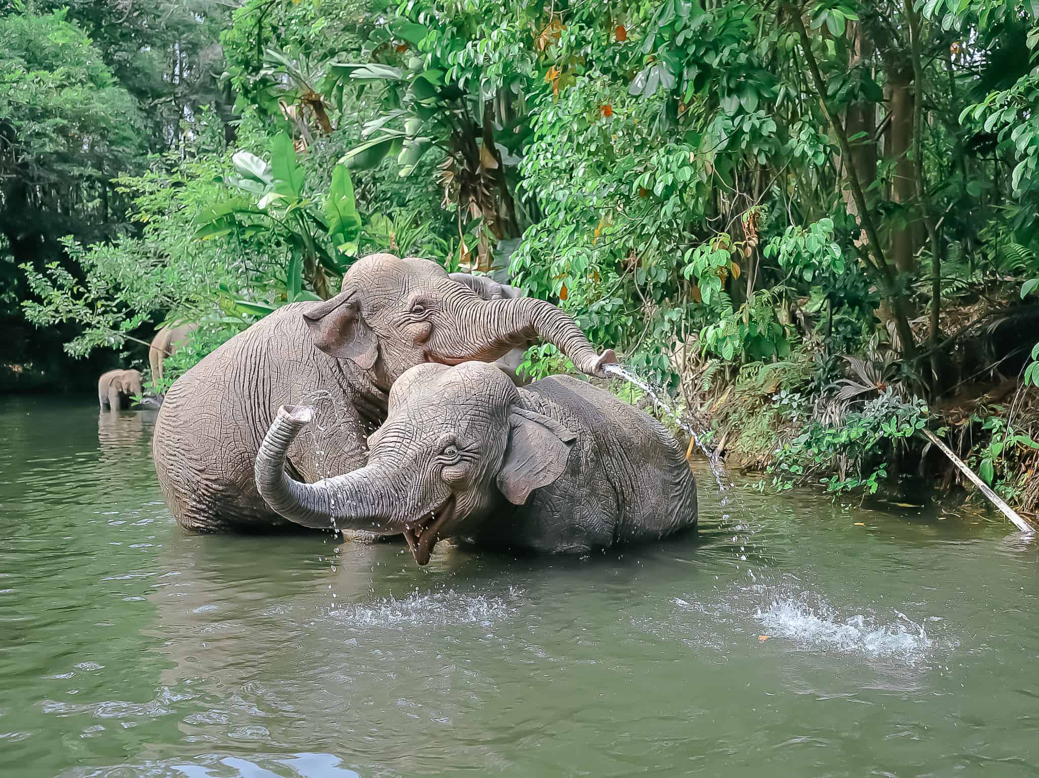 two elephants who have each others backs Jungle Cruise Magic Kingdom 