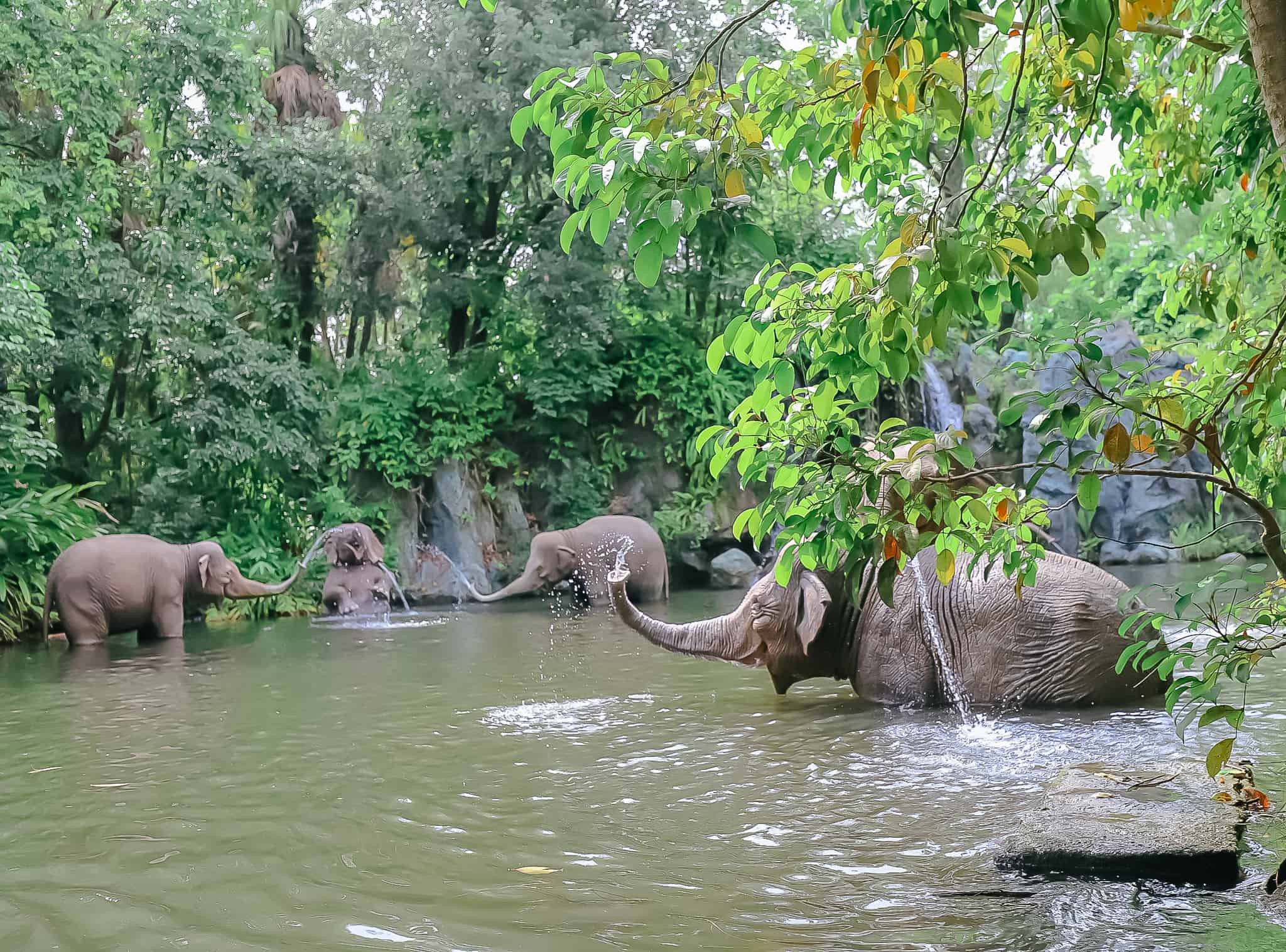 a group of animatronic elephants splashing in the Jungle Cruise water at Magic Kingdom