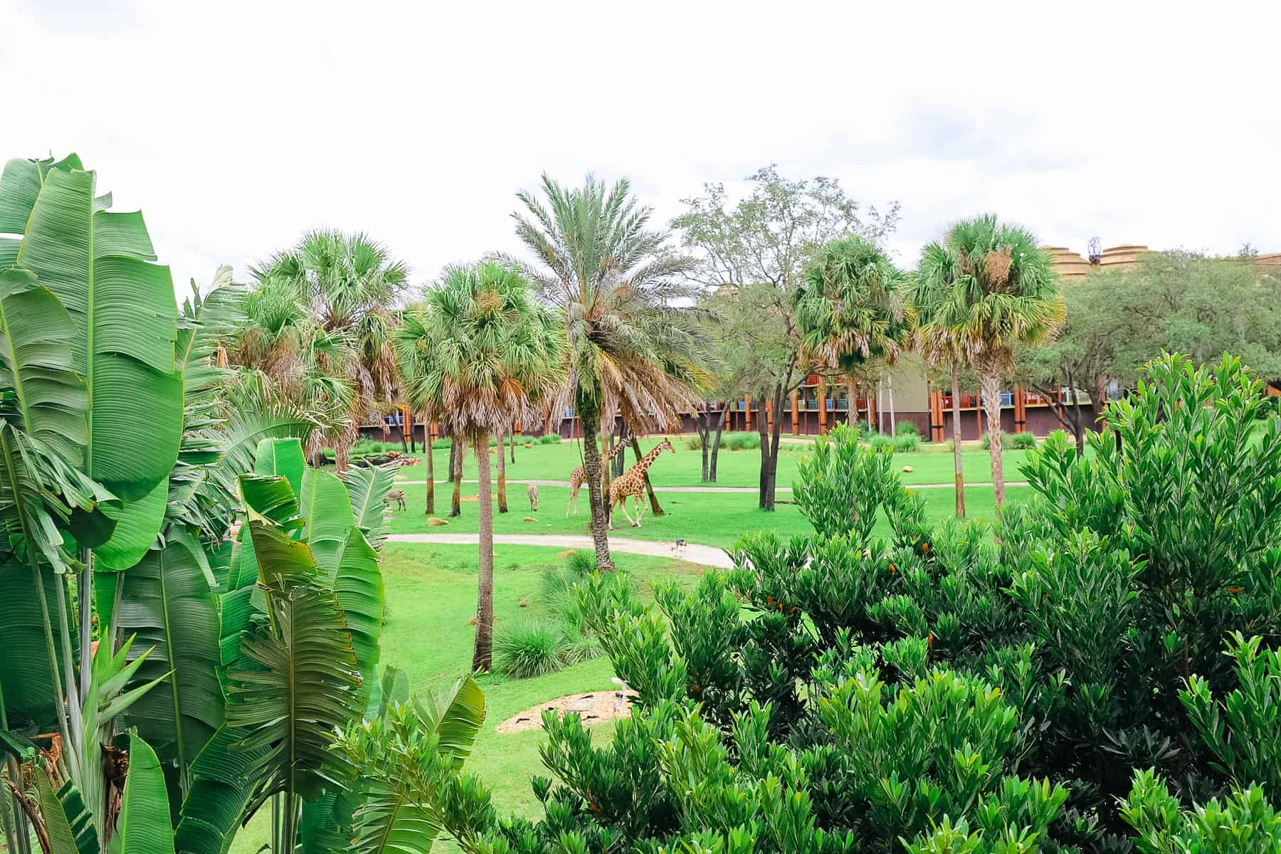 two giraffes surrounded by lush greenery and landscape 