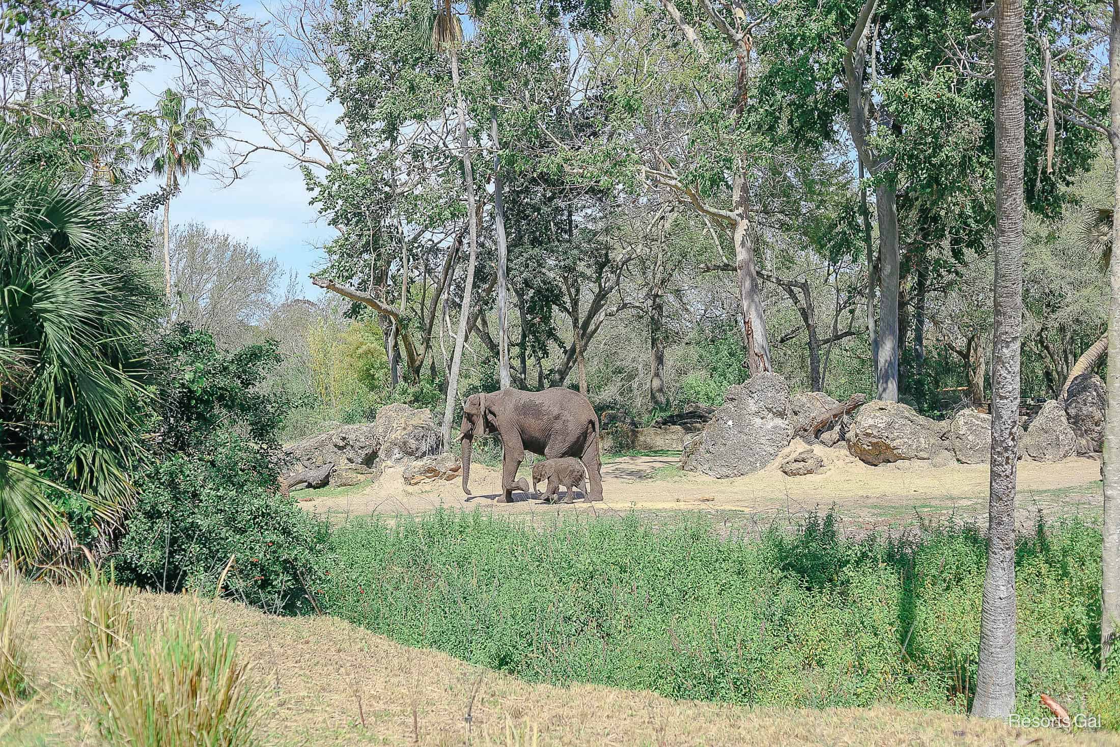 animal kingdom safari photos