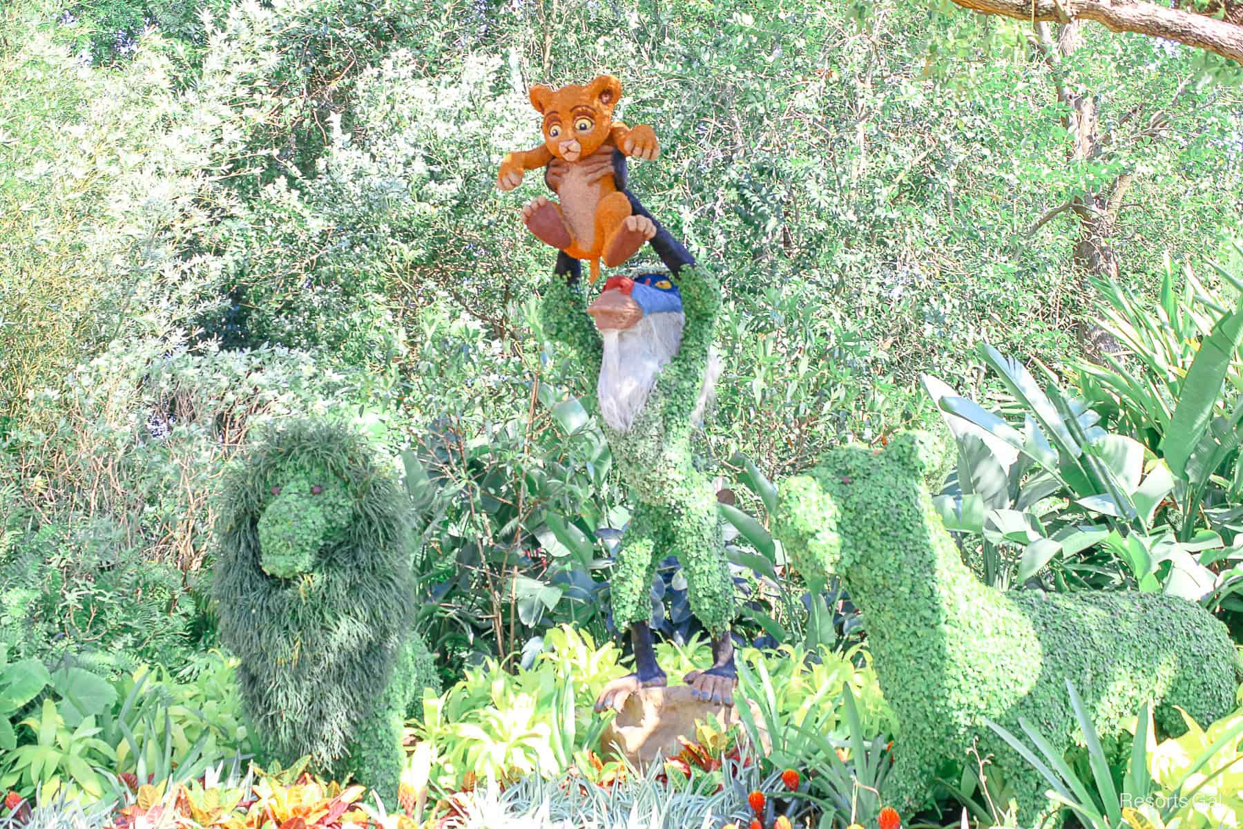 The Lion King Topiary in 2019 when Mufasa and Sarabi were green. 