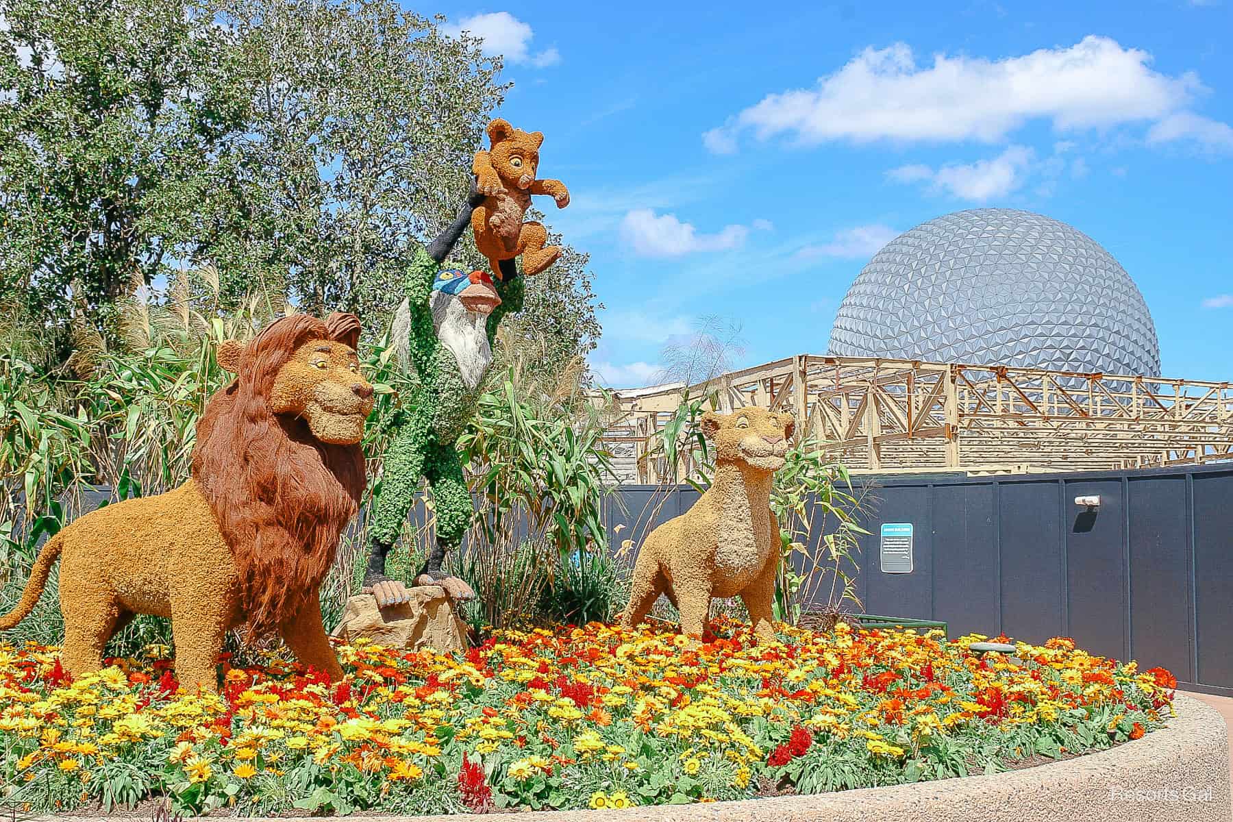 The Lion King Topiary at Epcot in 2021 when Epcot was under construction. 