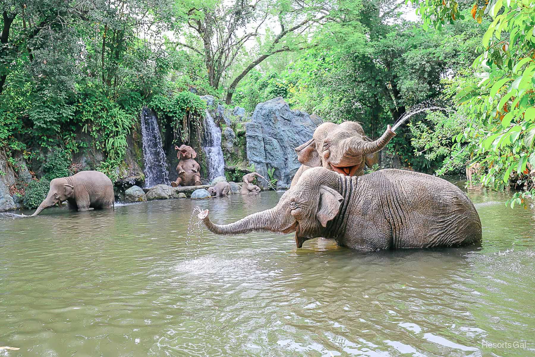 elephants on the Jungle Cruise 