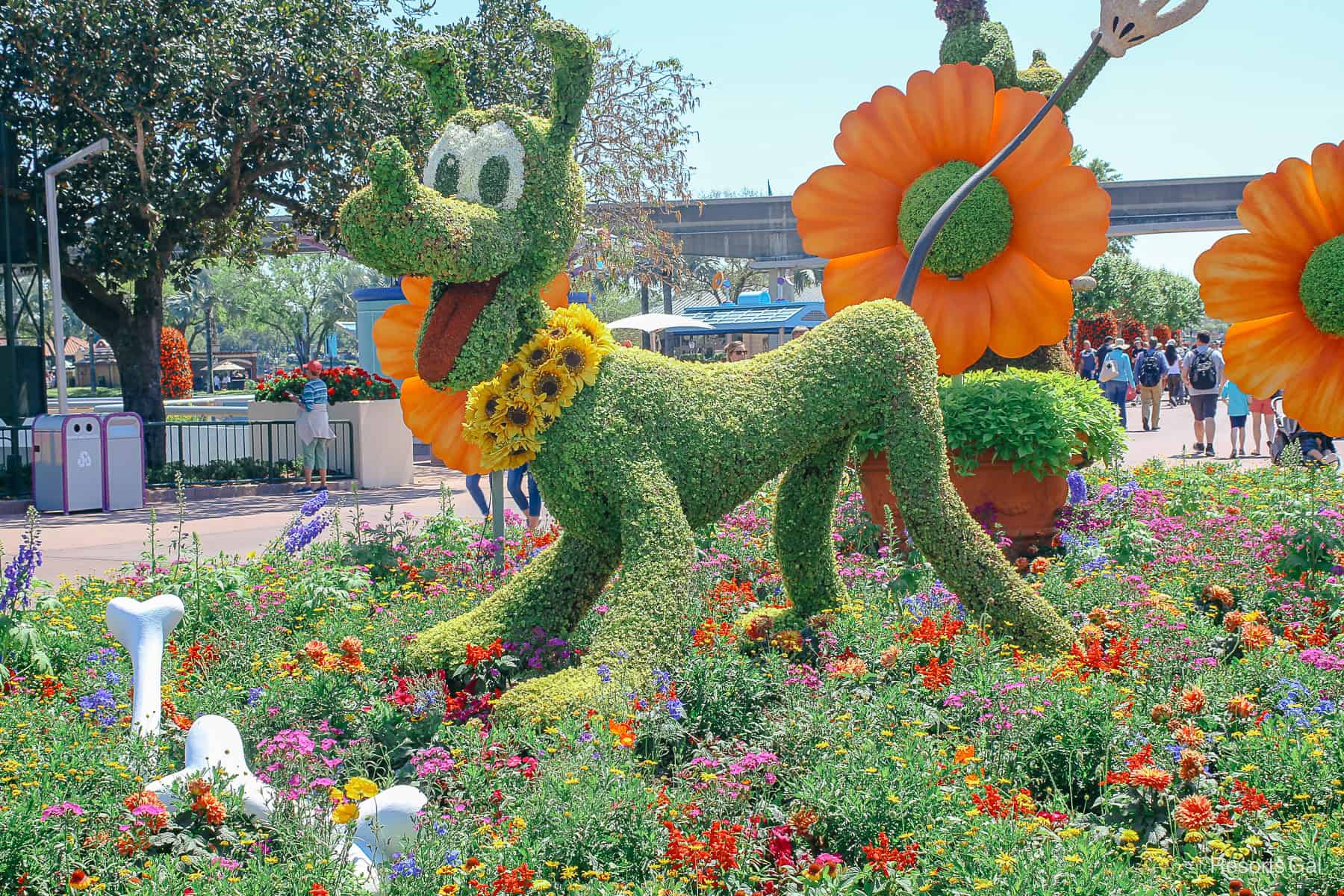 Pluto Topiary with a sunflower ring around his collar. 