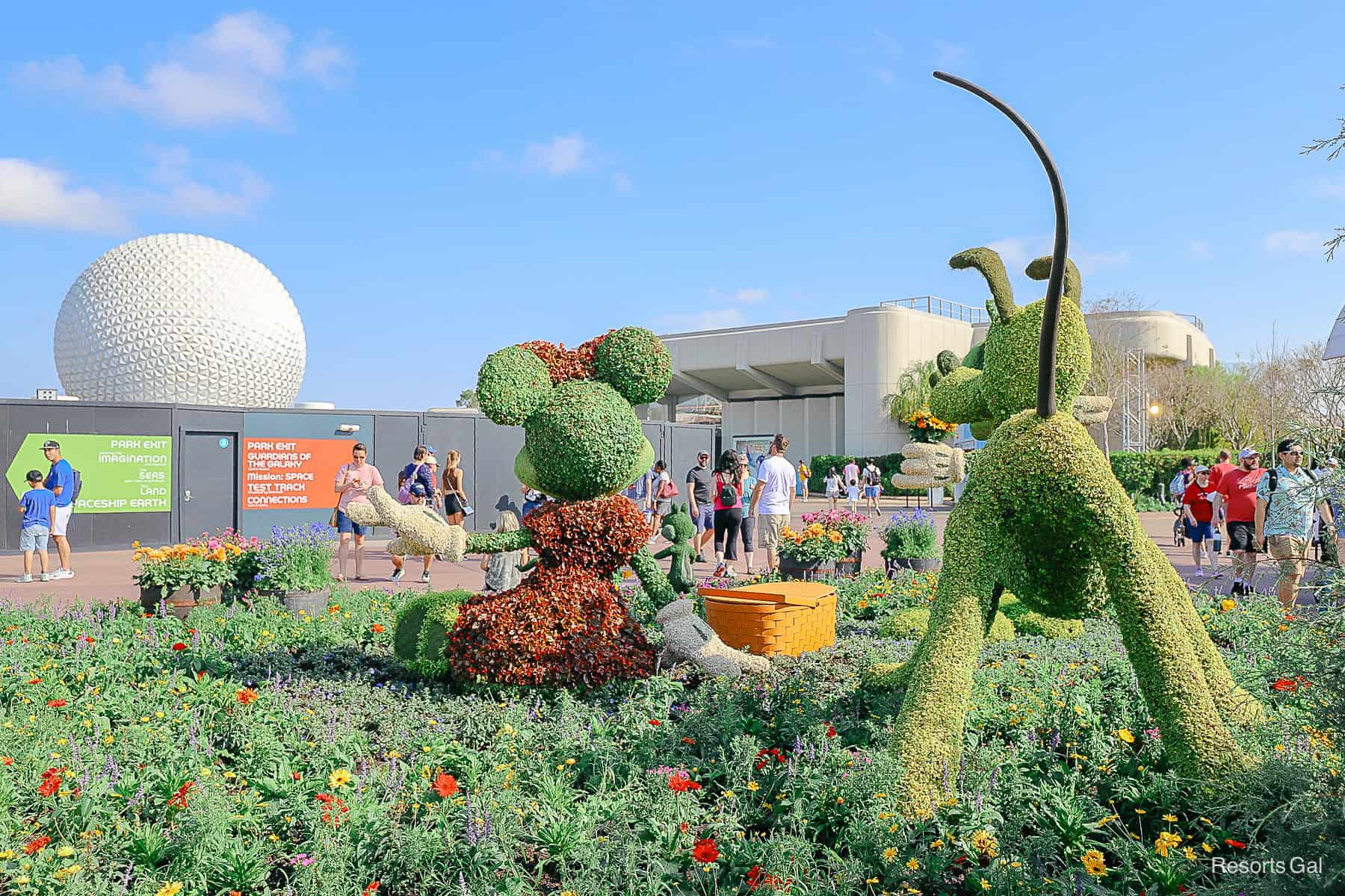 Pluto topiary faces the construction wall at Epcot 