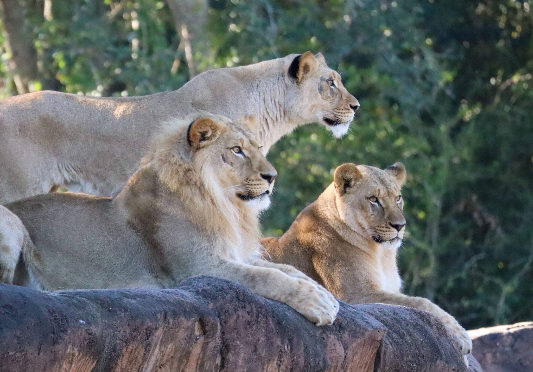 3 New Lion Siblings Join the Harambe Wildlife Reserve at Disney’s Animal Kingdom