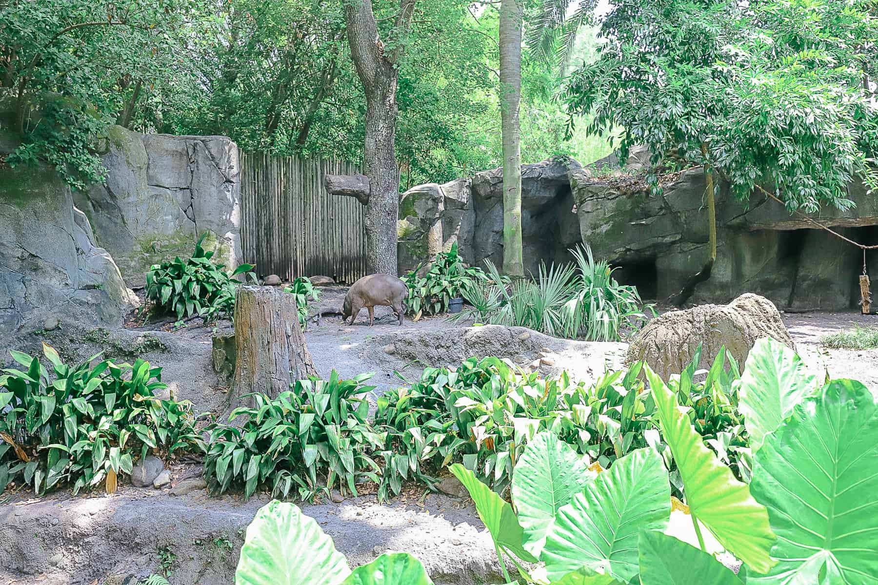 the Babirusa Oasis Exhibit 