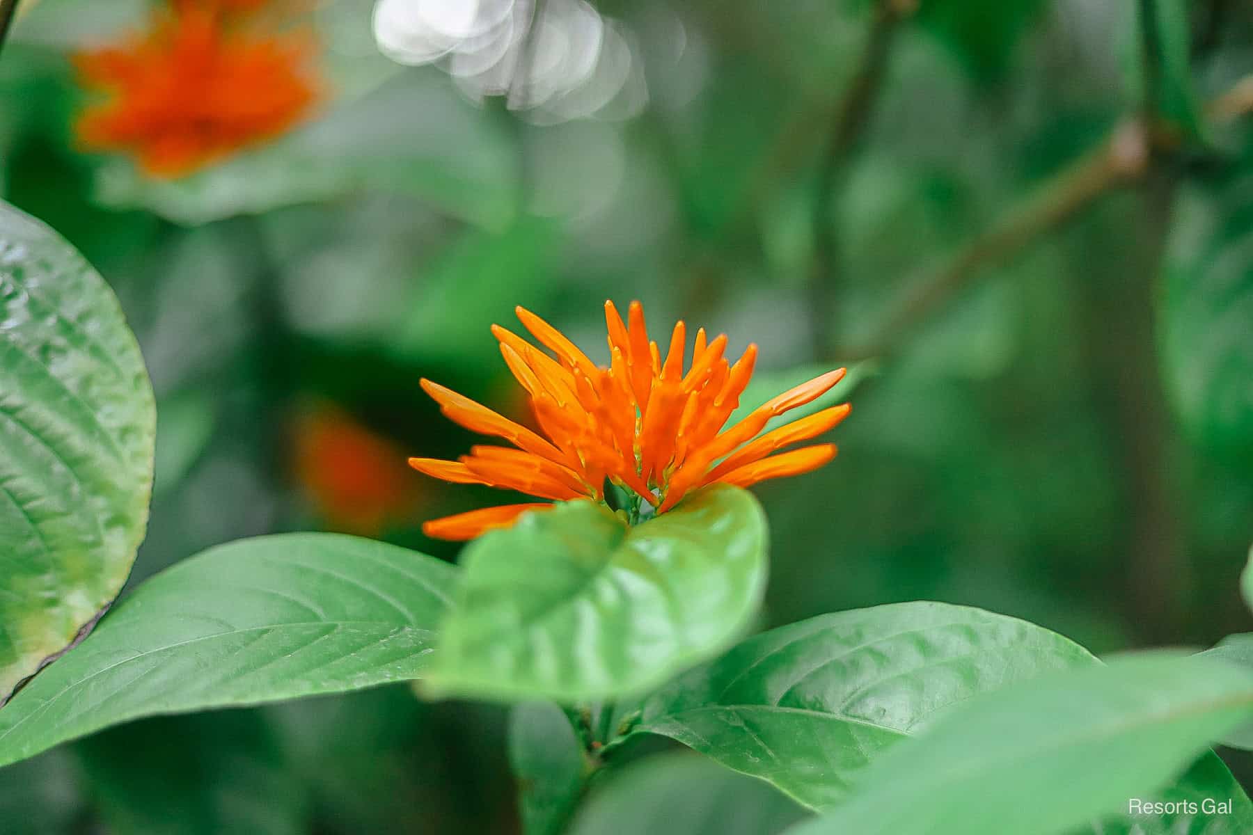 an orange flower with green leaves 