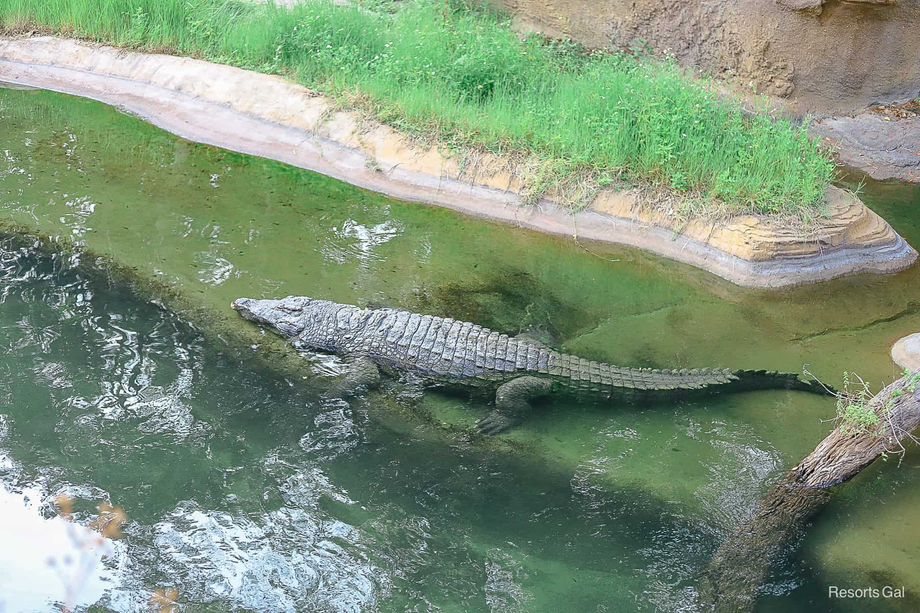a crocodile on a late afternoon safari 