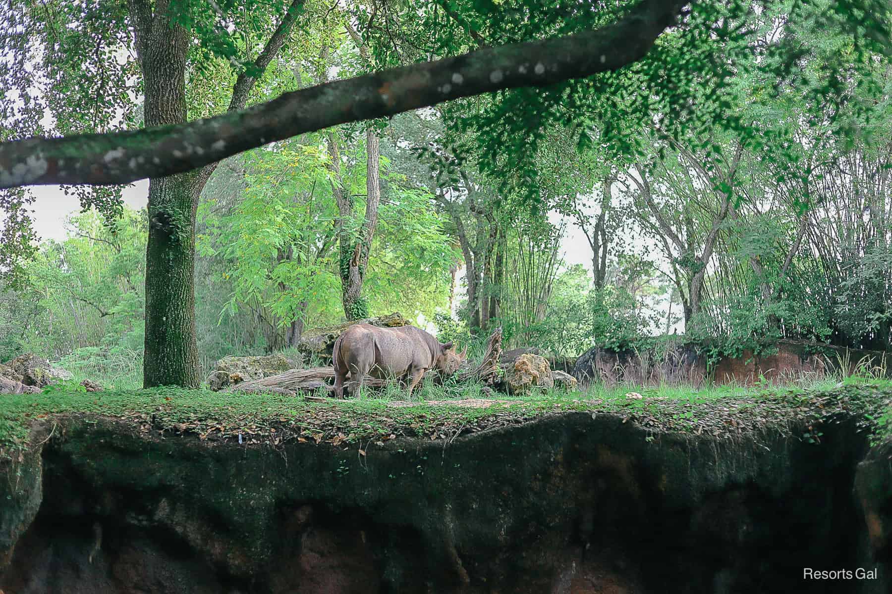 rhinoceros on first part of safari at Animal Kingdom 