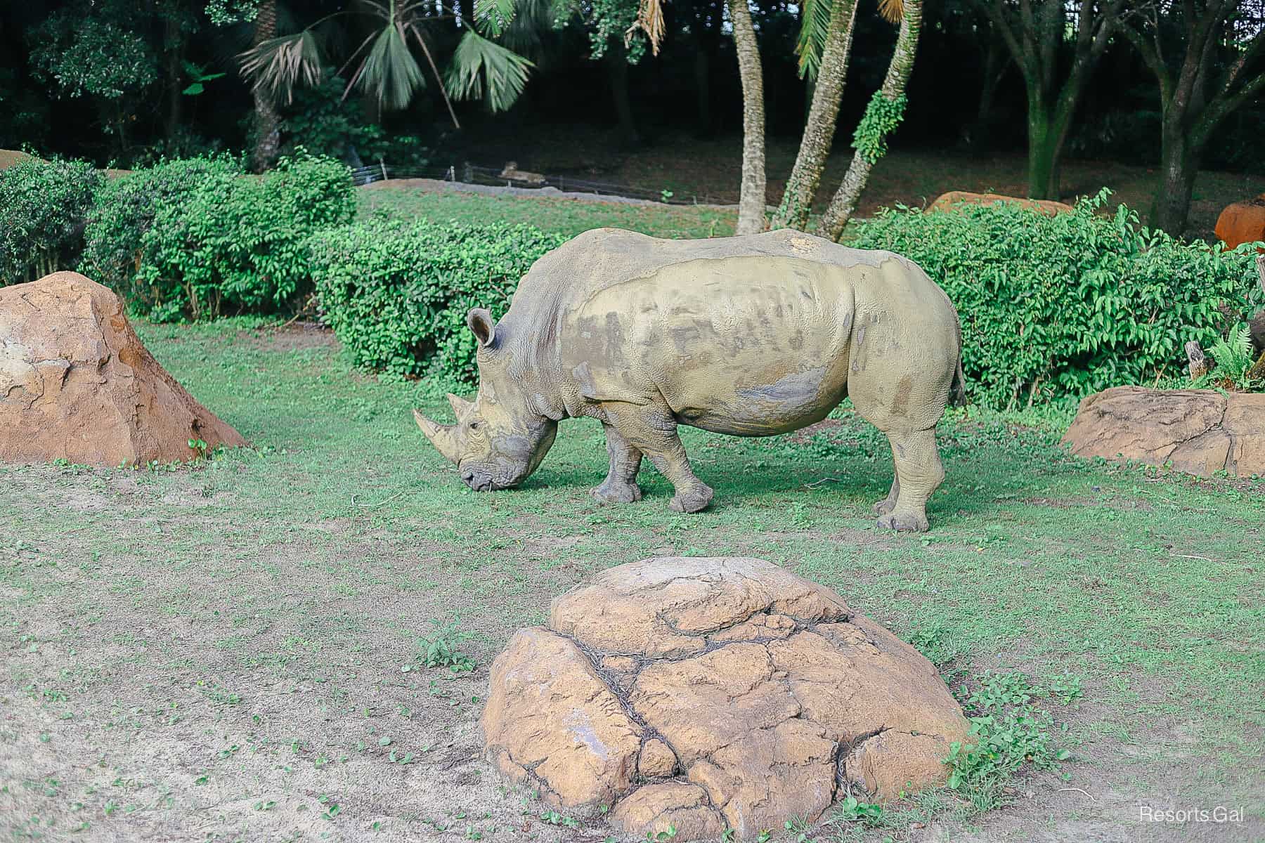 a rhinoceros at Disney's Animal Kingdom 