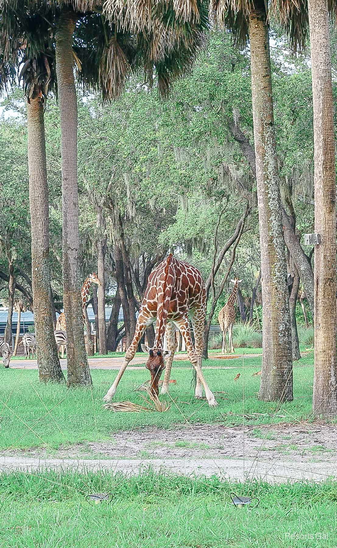 a giraffe as seen from Sanaa 