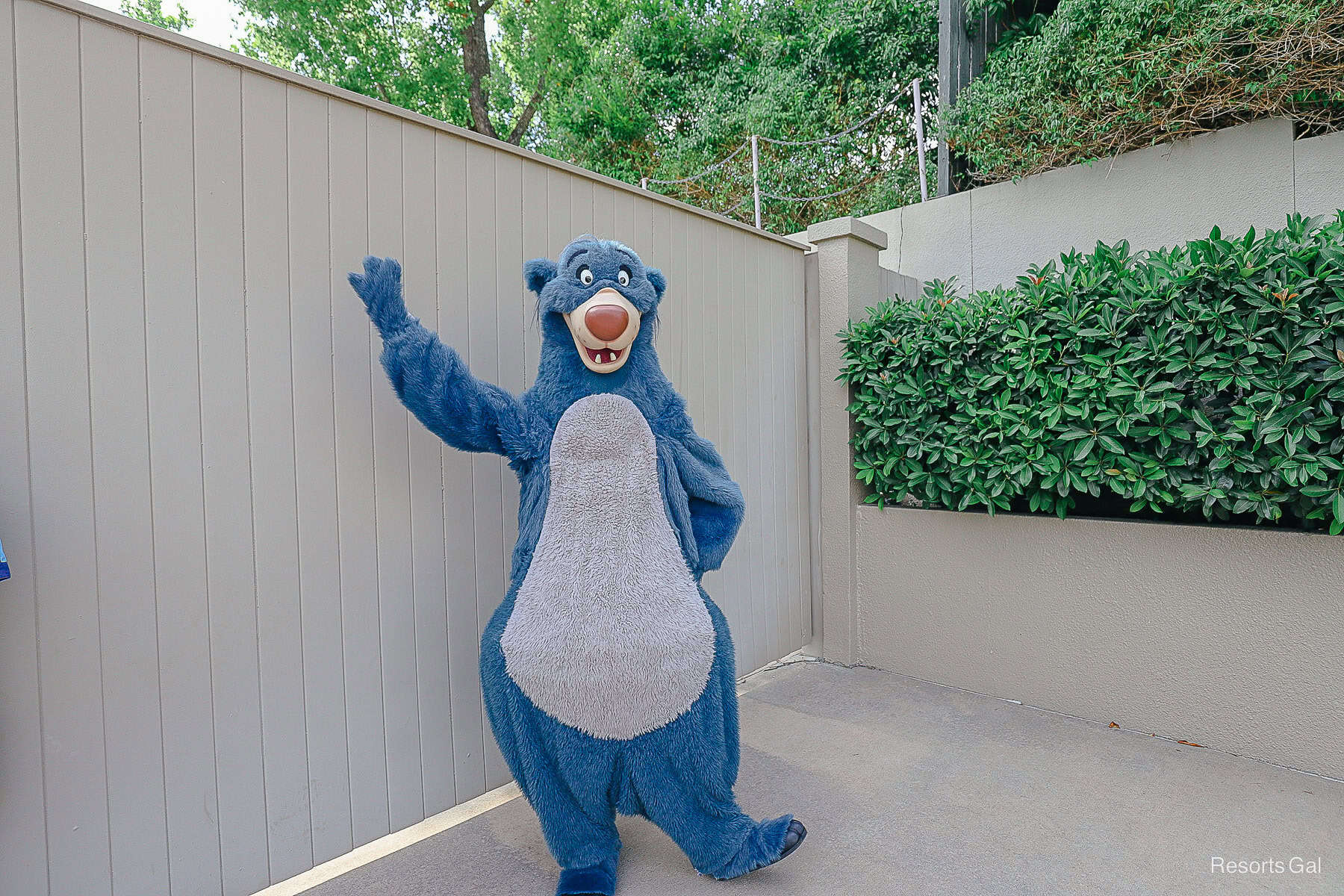 Baloo from The Jungle Book meeting as a surprise outside the entrance of Disney's Hollywood Studios 