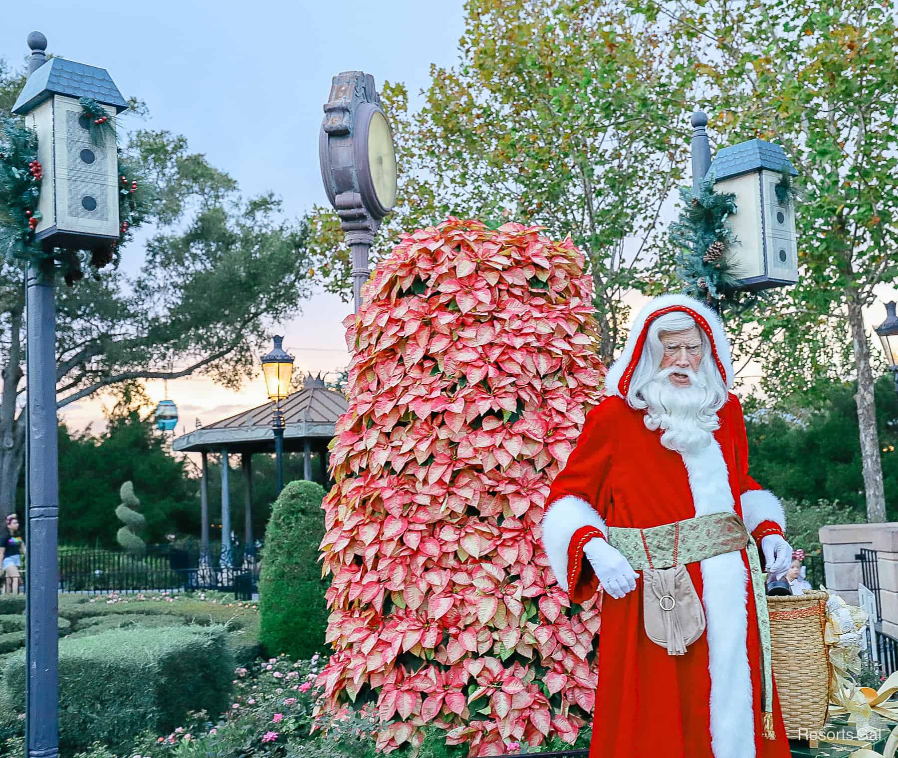 a Santa Storyteller standing in front of poinsettias at Epcot during Christmas