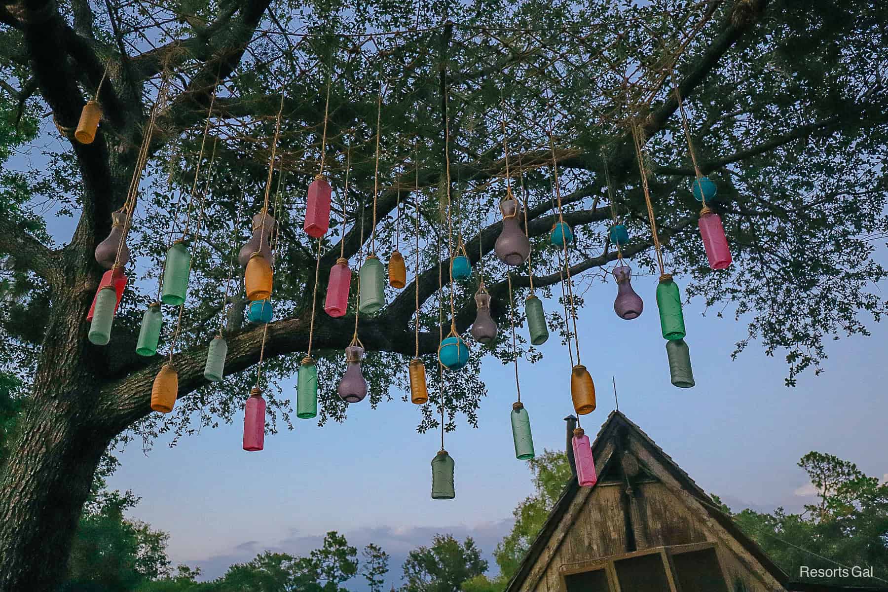 bottles hanging from the trees around the ride in Frontierland 